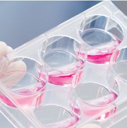 Lumox细胞培养皿