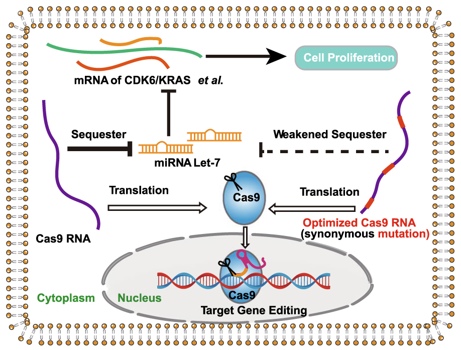 miRNA研究进展盘点（20220629）