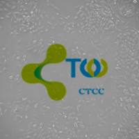 肾小球内皮细胞