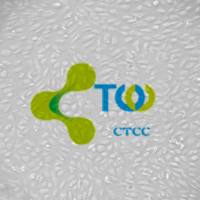 肾小管上皮细胞