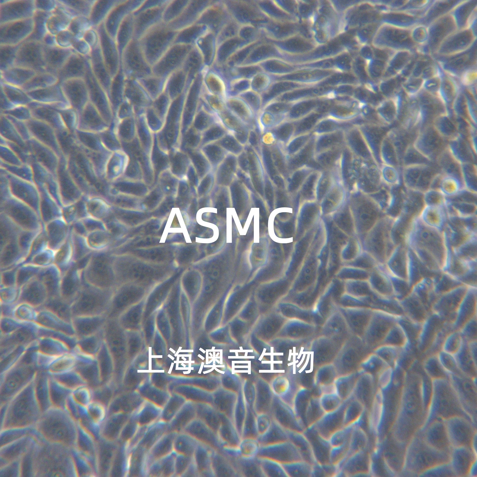 ASMC小鼠气道平滑肌细胞