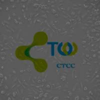 PBMC细胞/外周血单核细胞