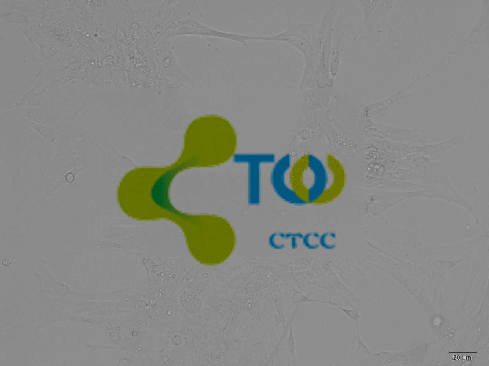 肠微血管内皮细胞