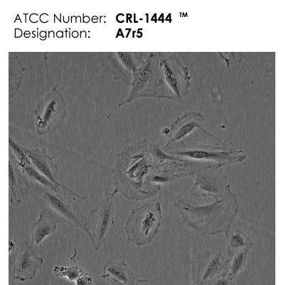 A7r5細胞