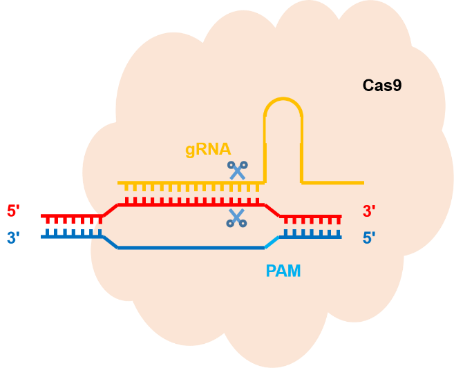 干货分享：10 分钟教你轻松玩转 CRISPR