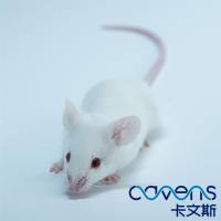 IL-10小鼠（肠炎小鼠模型）