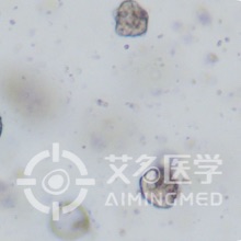 MasterAim®️结直肠癌类器官培养试剂盒