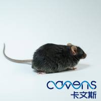 db/db（BKS-DB/DB）小鼠 II型糖尿病小鼠 长期供应