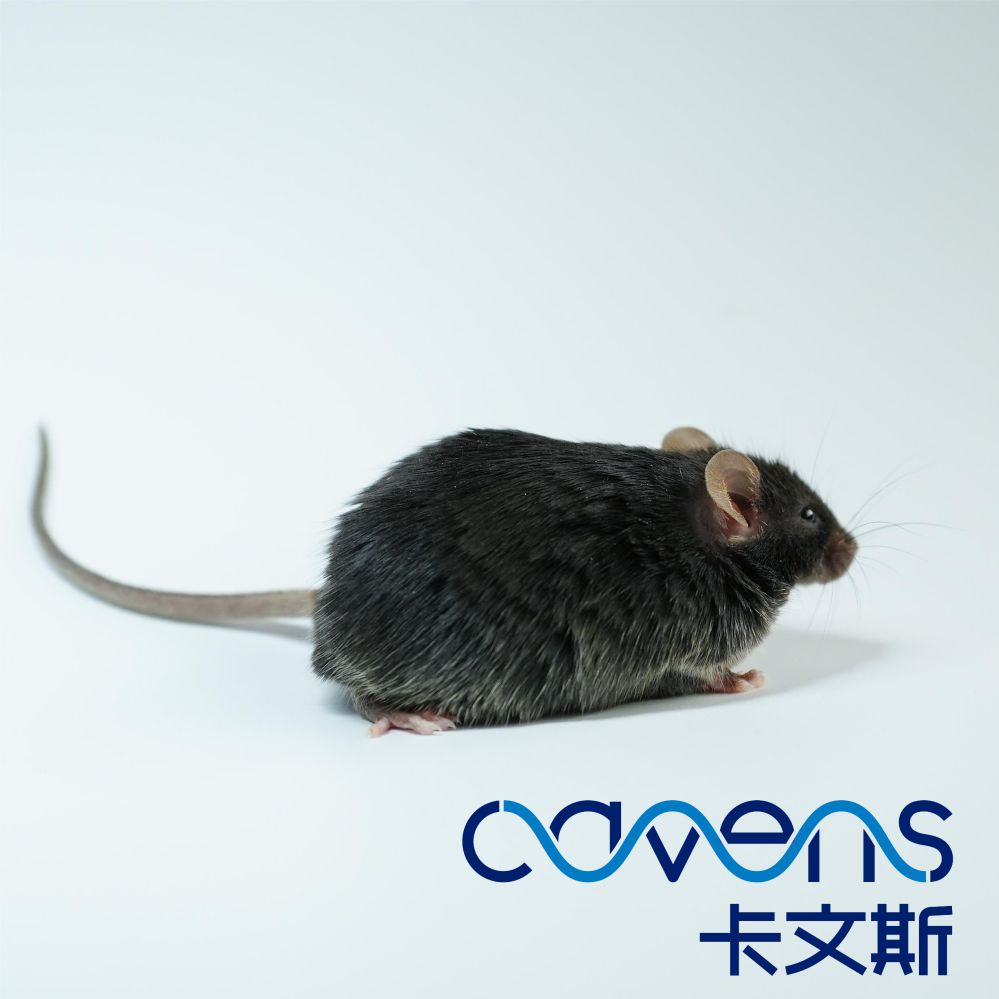 BKS-DB/DB自發二型糖尿病小鼠