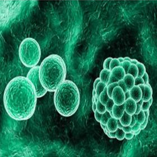 CP70：卵巢癌细胞系