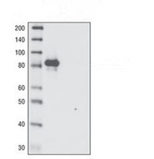 新型纳米胶束转染试剂来袭，原代和悬浮细胞也妥妥的！