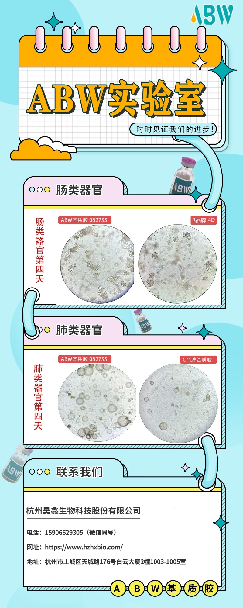 ABW基质胶—肠类器官/肺类器官验证图