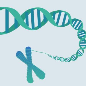 基因簇及小基因组的合成与组装服务