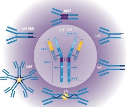 抗体产生后的免疫学功能​​​​​​​作用