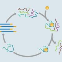 核酸适配体合成