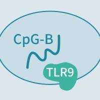 CpG-ODN 免疫佐剂