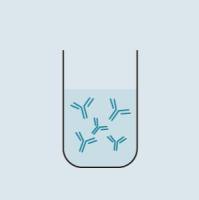 单克隆抗体制备