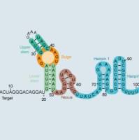 即用型CRISPR-Cas9 sgRNA合成服务