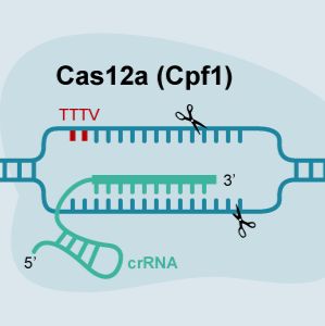 CRISPR-Cas12a系统