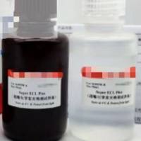 One-Step Firefly Luciferase Assay Kit（一步法萤火虫萤光素酶报告基因检测试剂盒）