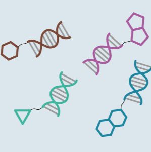 DNA编码化合物库引物合成