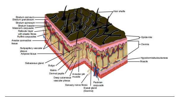 浅谈银屑病动物模型