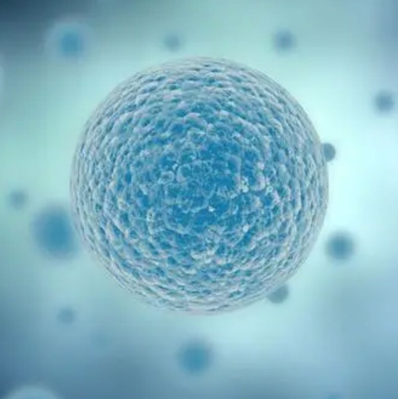 中国仓鼠卵巢细胞 CHO-K1悬浮细胞