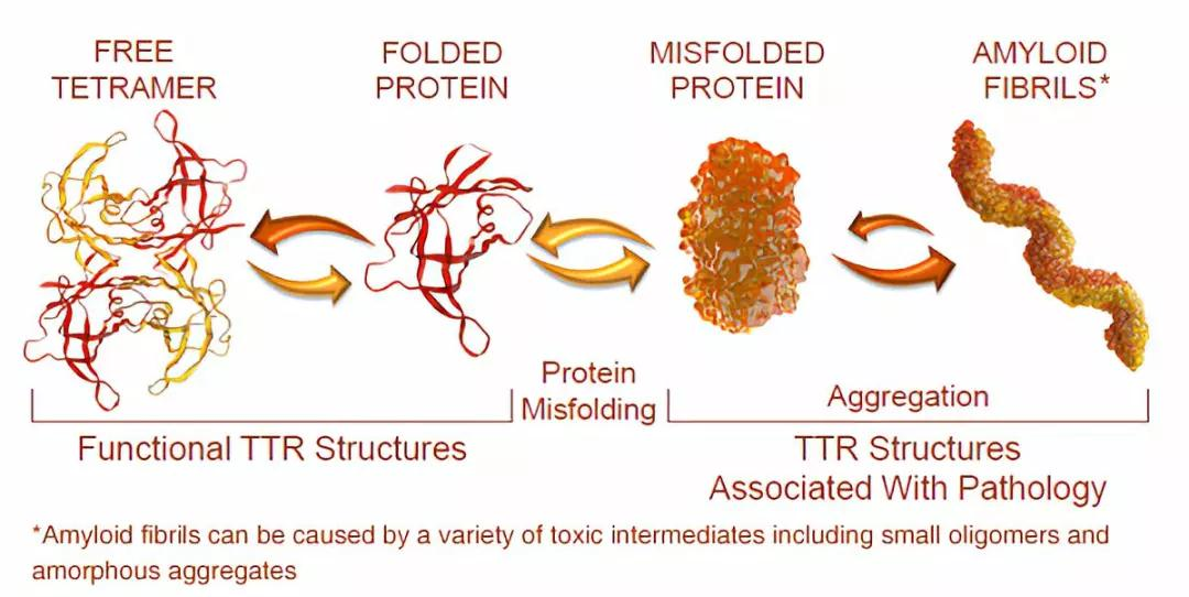 关注“淀粉人”，集萃人源化小鼠助力罕见病ATTR研究