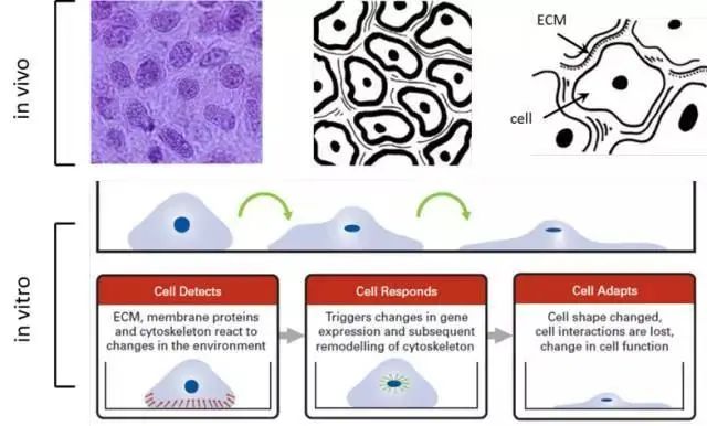 便捷、高通量、更具洞悉力的三维模型解决方案——超低吸附板和悬滴系统