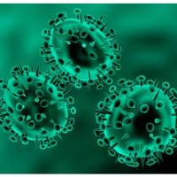 磷酸化分化相关基因NDRG1抗体 