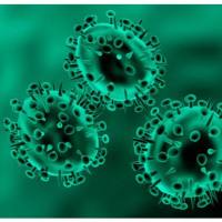 增食欲素A/欲激素A抗体 