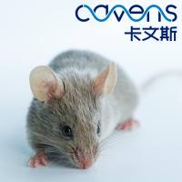 DBA/1小鼠 SPF级  开学季活动 10送2