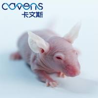 裸鼠肿瘤模型制作及抗肿瘤药物筛选