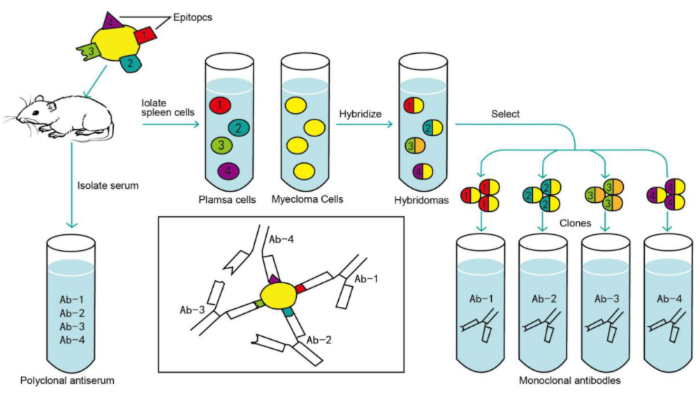 增食欲素A/欲激素A抗体 