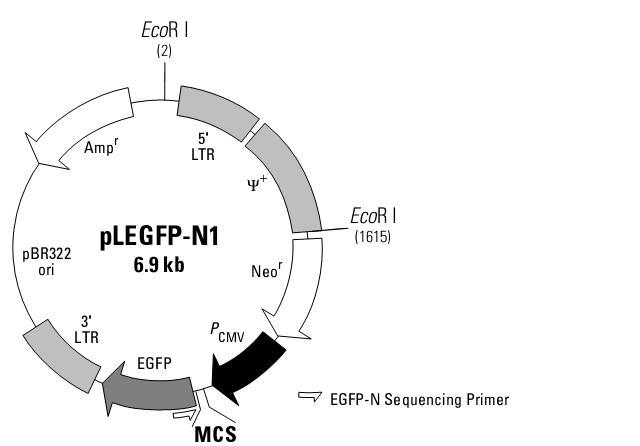 真核表达载体构建
