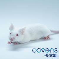 长期供应ICR小鼠
