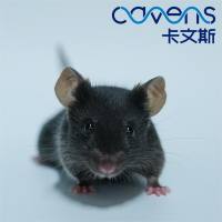 lfng小鼠（Y干扰素受体敲除）