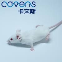 NOD小鼠(一型糖尿病模型)SPF级