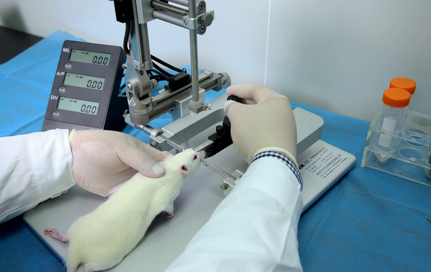 造模难度系数高的脑胶质瘤模型，你不来学习吗？