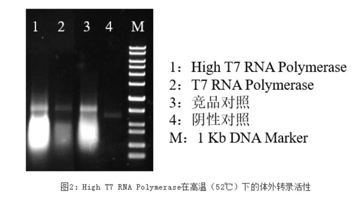 【新品上市】LABLEAD 体外转录T7 RNA ploymerase