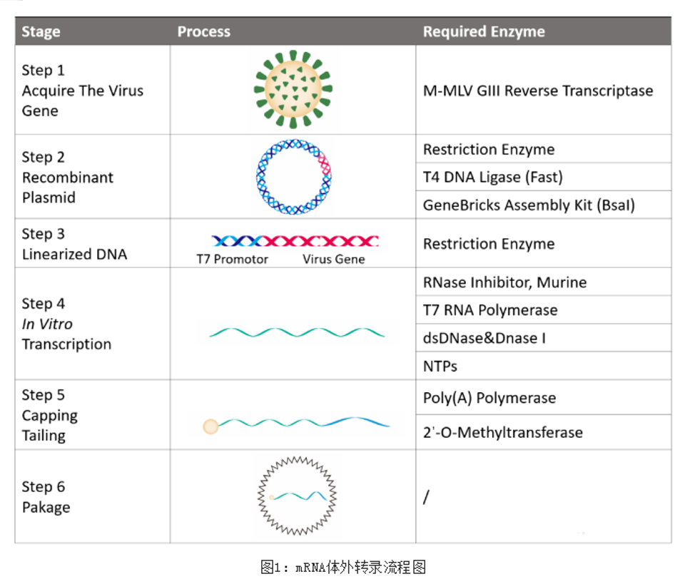 【新品上市】LABLEAD 体外转录T7 RNA ploymerase