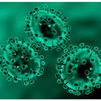 磷酸烯醇丙/酮酸羧激酶抗体