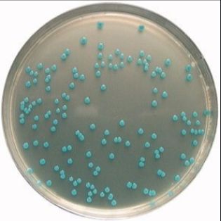 布氏菌选择性培养基