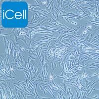 SK-MEL-28 人恶性黑色素瘤细/STR鉴定/镜像绮点(Cellverse)