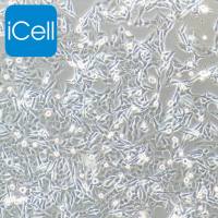 SK-MEL-2细胞 | SKMEL2细胞 | SK-MEL-2 | SKMEL-2 | 人