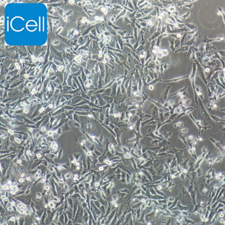 SK-HEP-1/SK-HEP-1细胞/SKHEP1/SKHEP1细胞/人肝癌细胞/STR鉴定/镜像绮点（Cellverse）