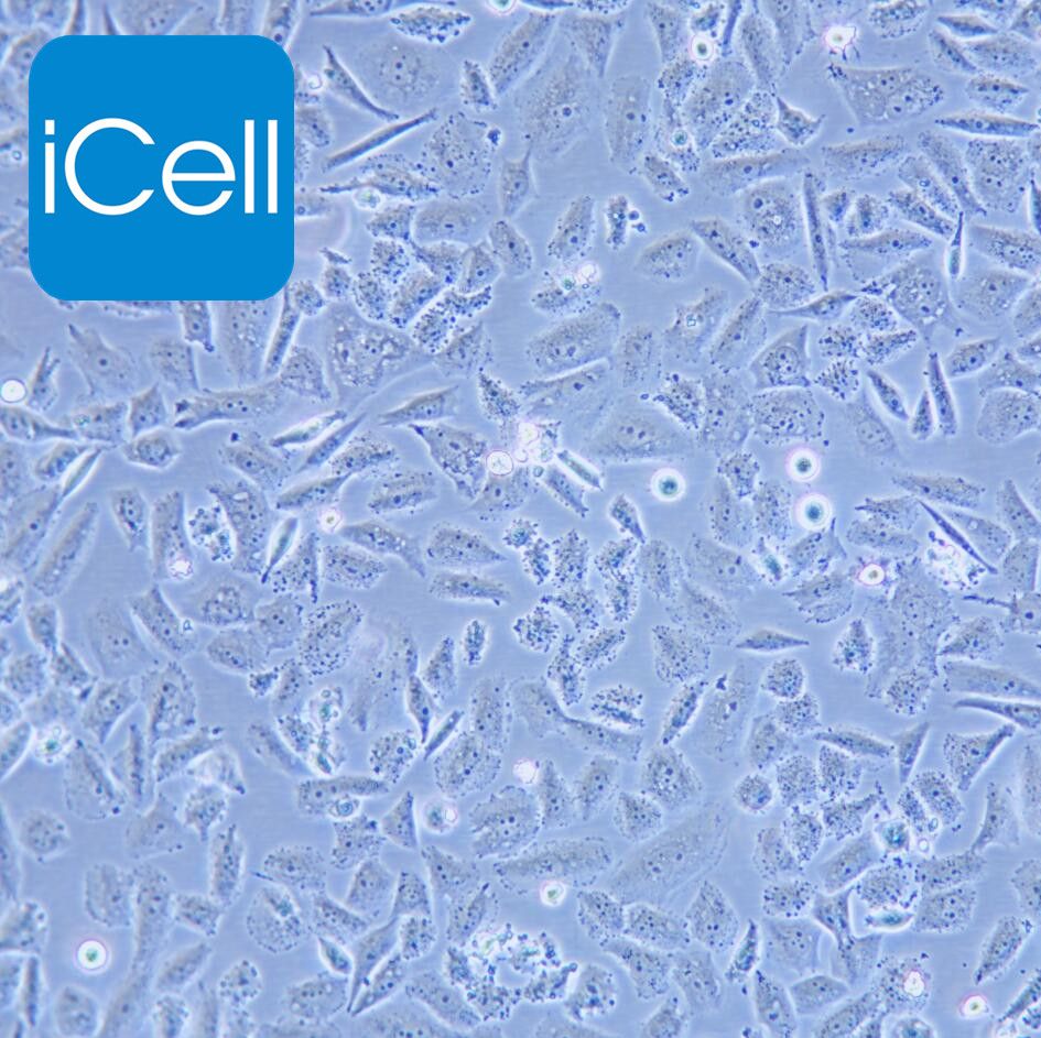 SK-LU-1 人低分化肺腺癌细胞 STR鉴定 赛百慷（iCell）