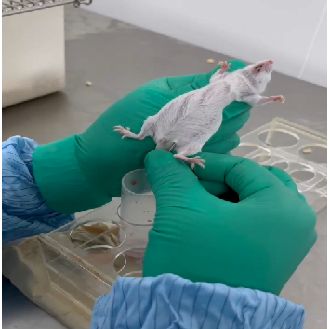 小鼠抗体腹水制备实验