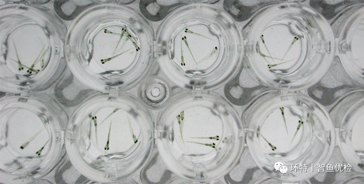 太惊喜了，基因编辑的动物模型原来可以这么快出结果！