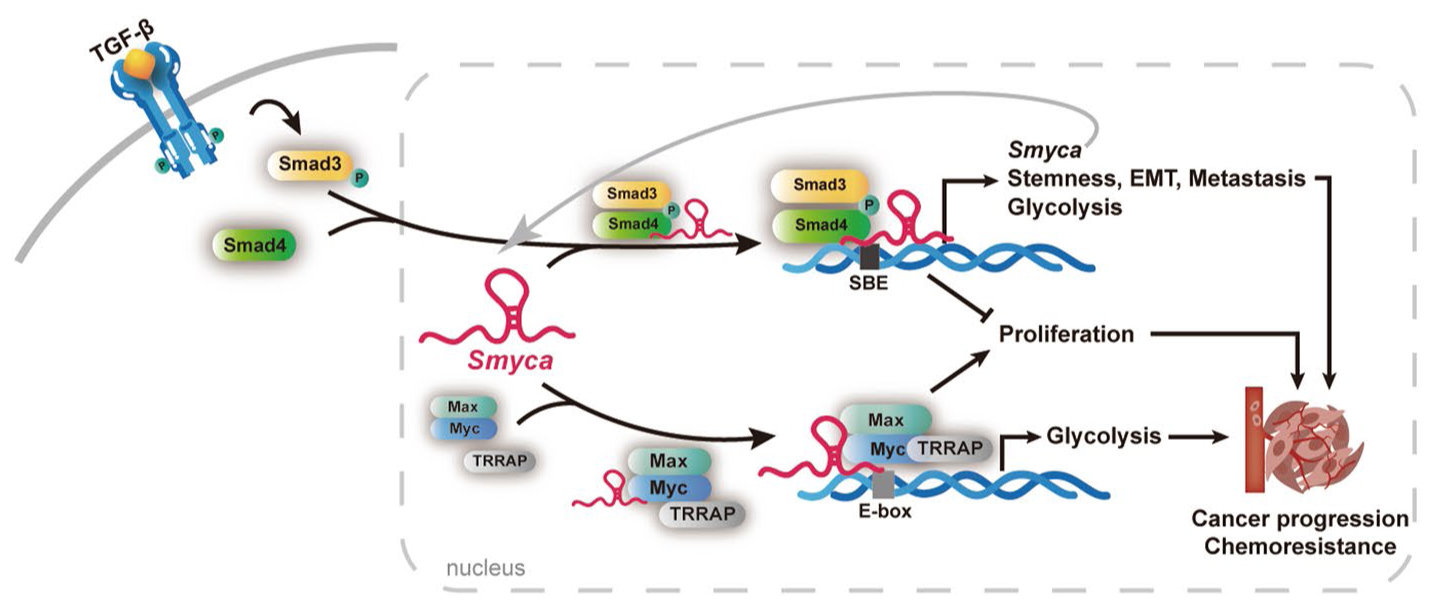 lncRNA研究进展盘点（20220712）